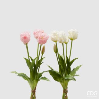 TULIP OLIS MZ5PCS (2COL.ASS)H40 C3COD. 216004,150VARIATION WHITE/PINK TULIPAS TULIPÁN EDG ENZO DE GASPERI